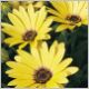 Osteospermum-Symphony-'Lemon'-PW